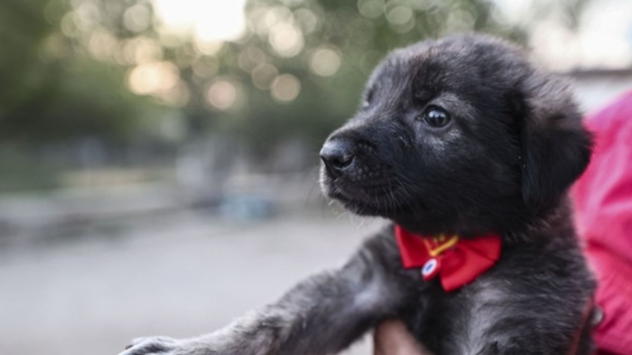 Sinop'taki selden etkilenen 19 "can" Ankara'da yeni yuvasına kavuştu