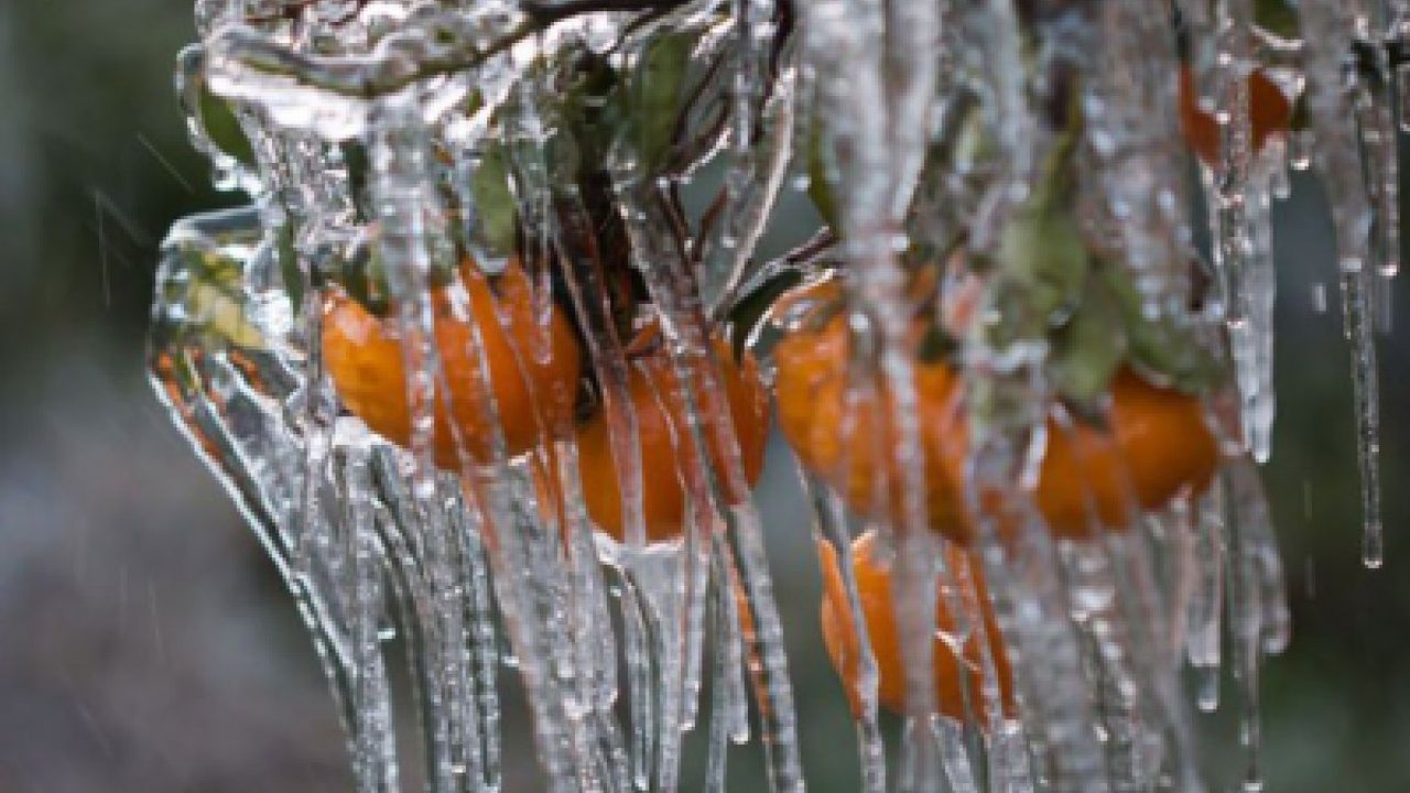 Meteoroloji'den zirai don uyarısı