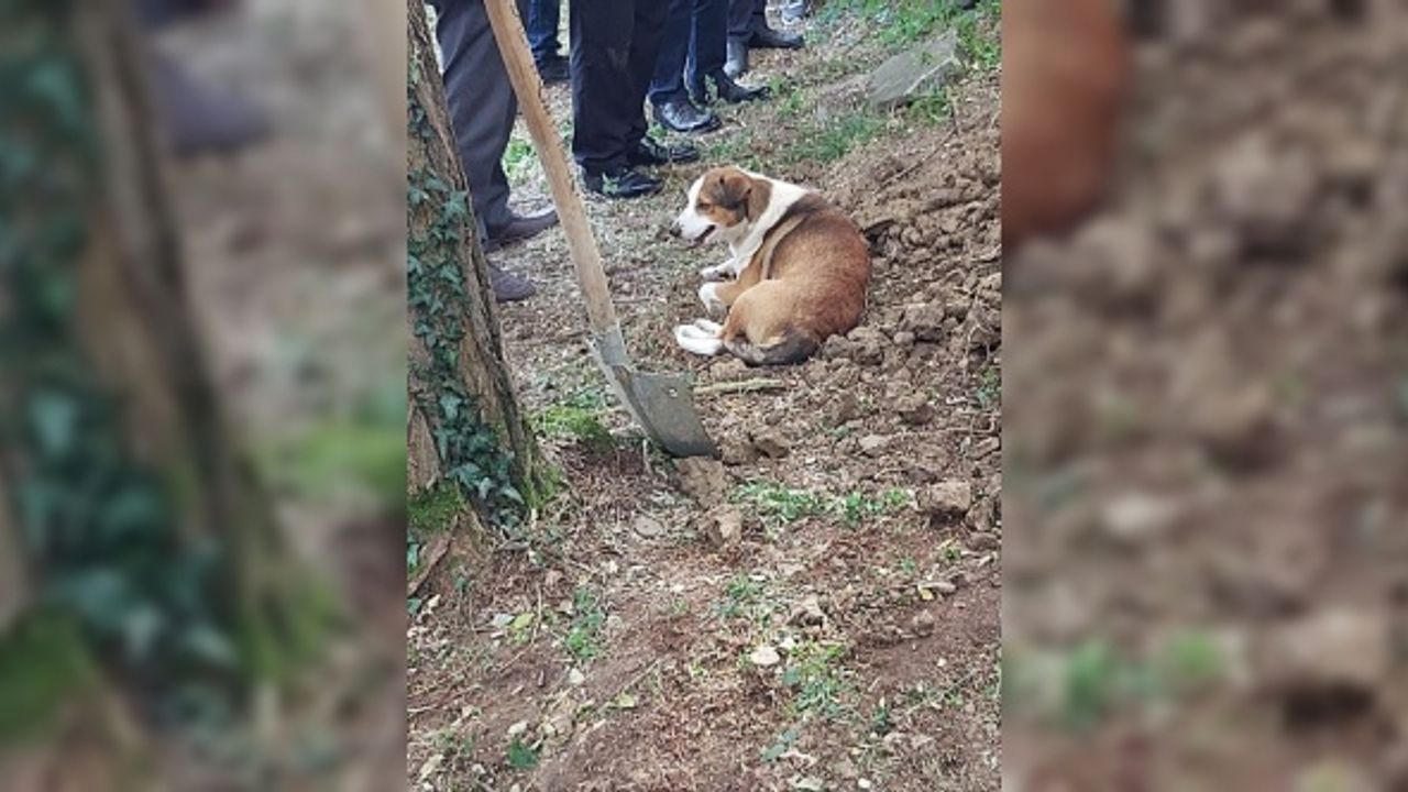 Düzce'de ölen kargo görevlisi toprağa verilirken köpeği mezarın başından ayrılmadı