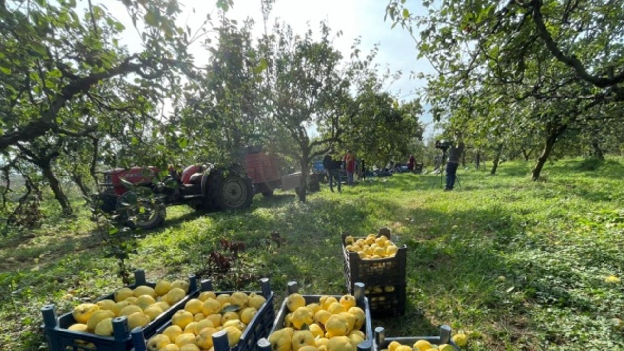 Kocaeli'nin tescilli "Eşme ayva cezeryesi" damakları tatlandırıyor