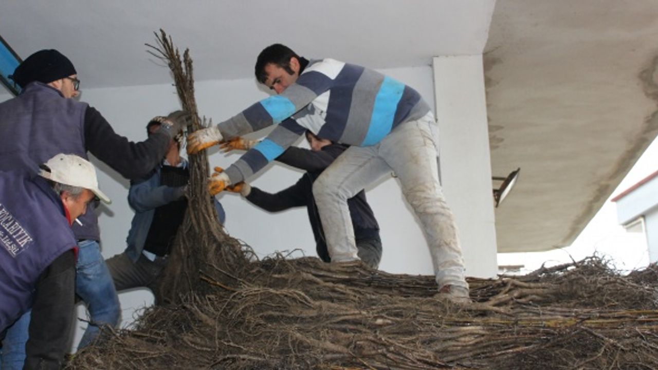 Balıkesir'in "fidancı köyü" Afrika'ya da ihracata başladı