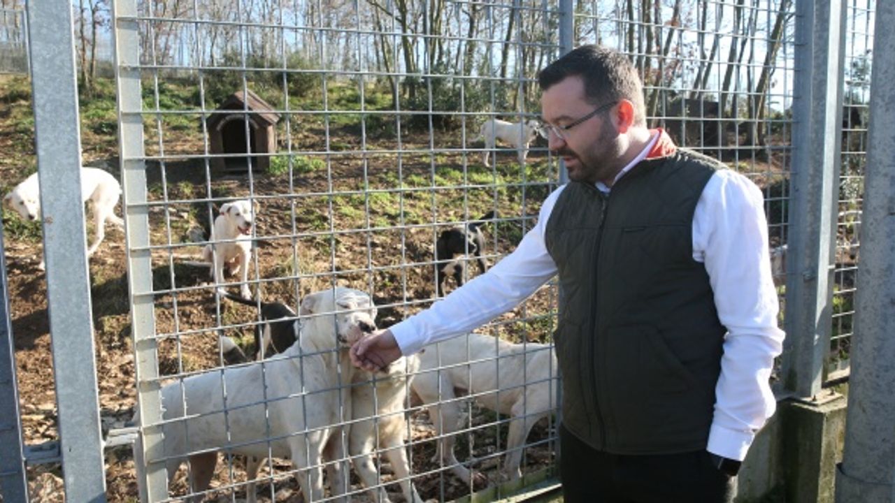 Kocaeli'deki sokak hayvanları kasabası tehlikeli tür köpeklere yuva oldu