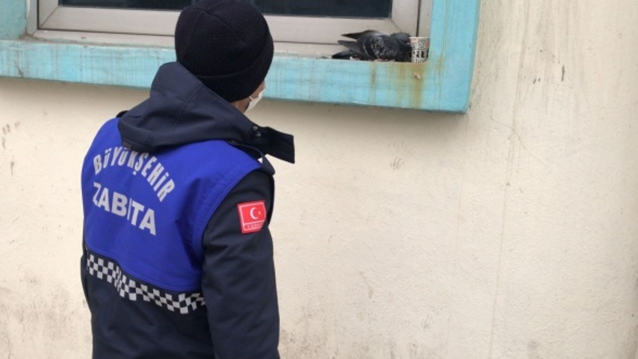 Yaralı güvercine zabıta ekiplerinden yardım eli