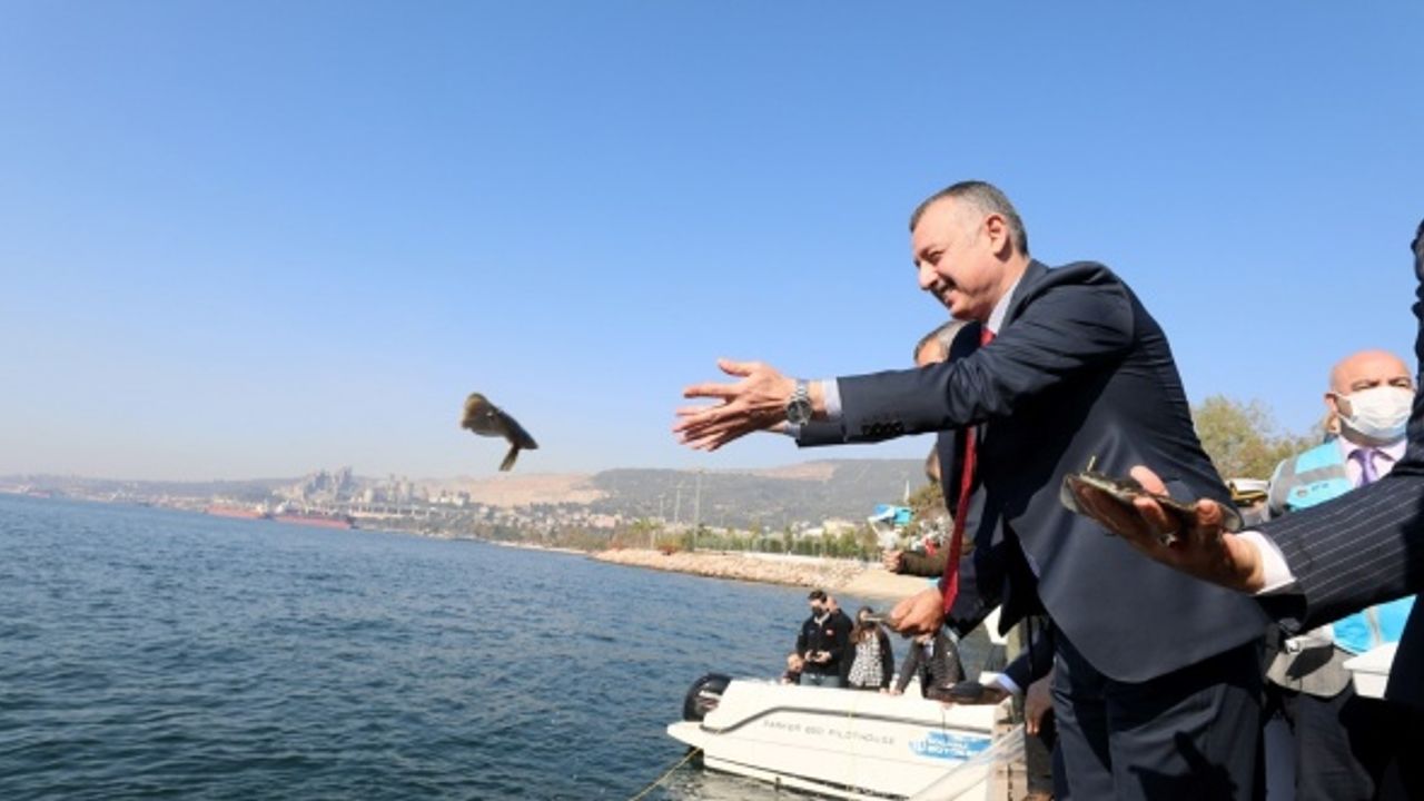 İzmit Körfezi'ne 5 bin balık daha salınacak