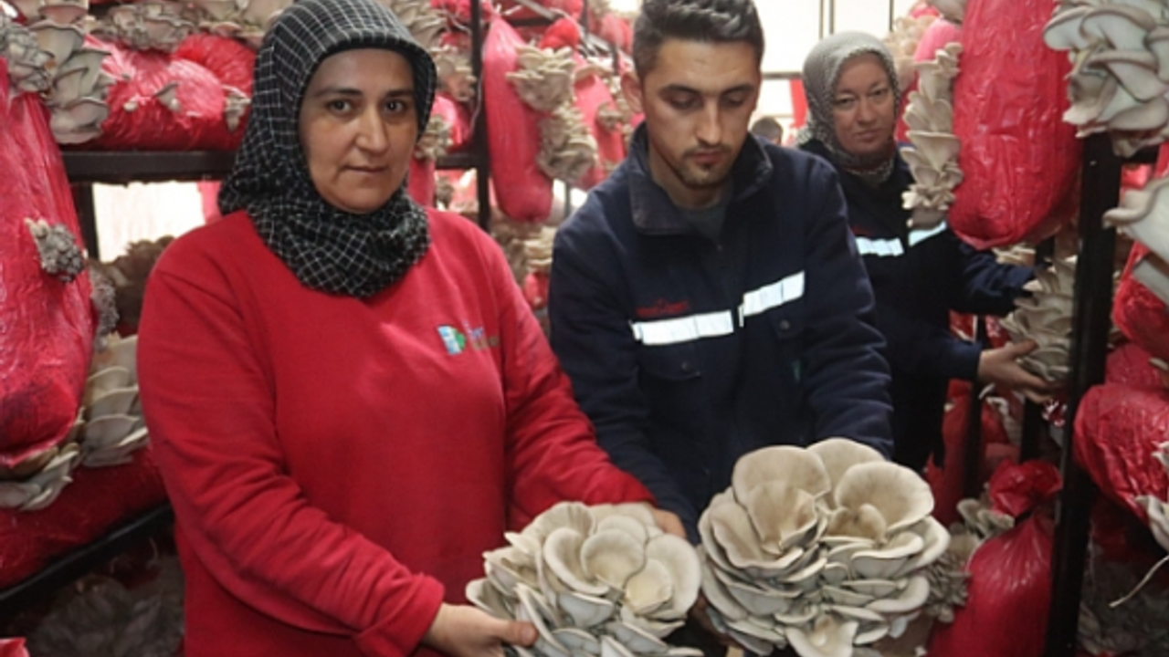 Yılın ilk hasadında 370 kilo mantar toplandı