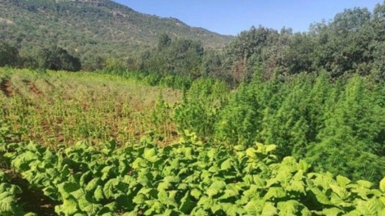 Edirne’de tarlaya kenevir eken 1 kişi yakalandı