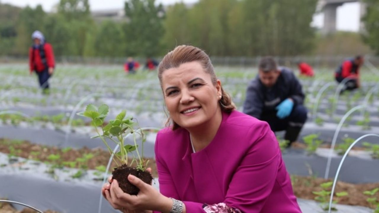 İZMİT BELEDİYESİ, HASAT ETTİĞİ ÇİLEKLERİ VATANDAŞLA BULUŞTURUYOR