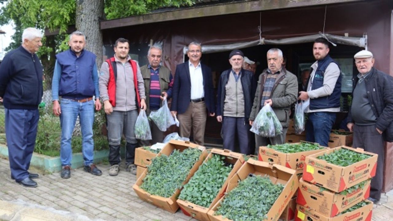 İzmit Belediyesi köylerde fide dağıtımına başladı