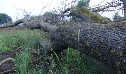 İlginç hırsızlık: 150 yıllık çınar ağaçlarını çaldılar