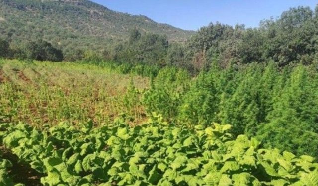 Edirne’de tarlaya kenevir eken 1 kişi yakalandı