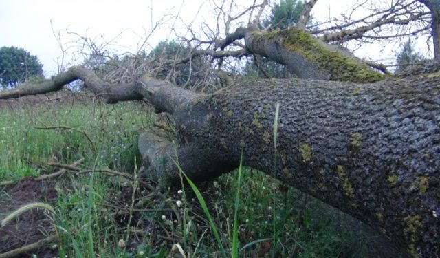 İlginç hırsızlık: 150 yıllık çınar ağaçlarını çaldılar